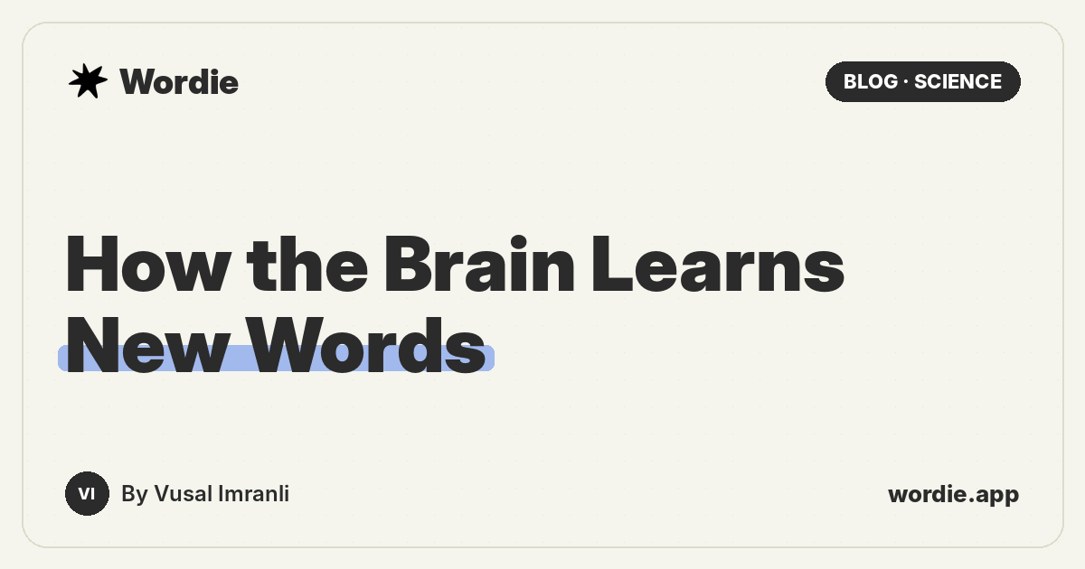 How the Brain Learns New Words: From First Encounter to Fluent Use